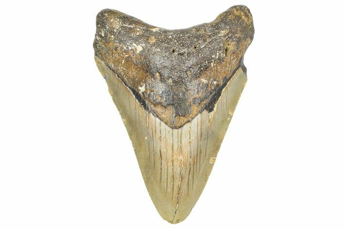 Fossil Megalodon Tooth - North Carolina #358939